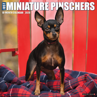 Miniature Pinschers 2026 12 X 12 Wall Calendar - 