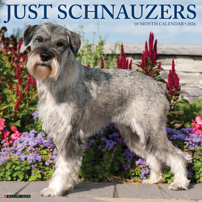 Schnauzers 2026 12 X 12 Wall Calendar - 
