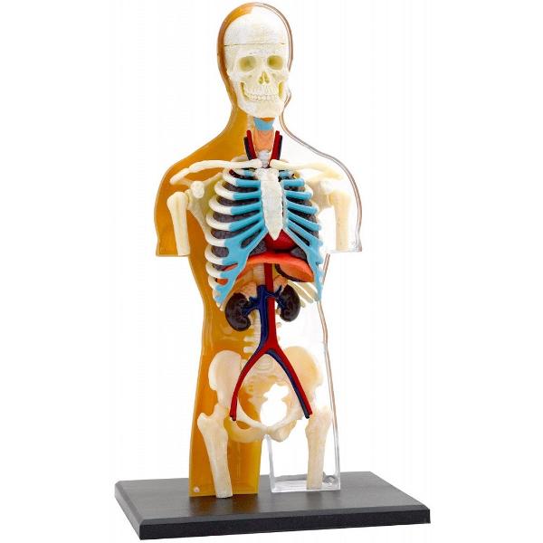 Set educativ STEM: Anatomia corpului