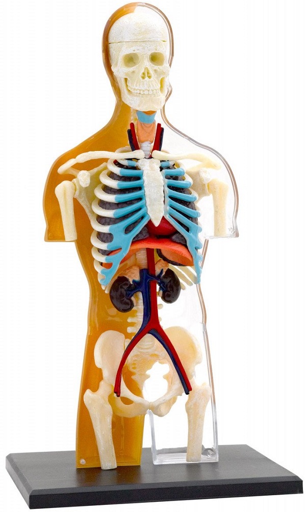 Set educativ STEM: Anatomia corpului