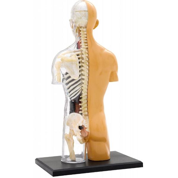 Set educativ STEM: Anatomia corpului