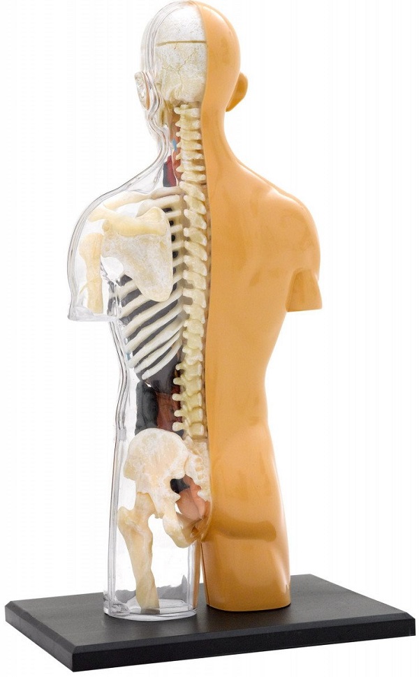 Set educativ STEM: Anatomia corpului