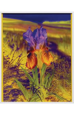 Poza produsului Lisa Oppenheim: The Eternal Substitute - Lisa Oppenheim