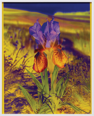 Lisa Oppenheim: The Eternal Substitute - Lisa Oppenheim