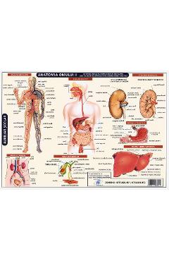 Coperta cărții 'Planșă anatomia omului II'