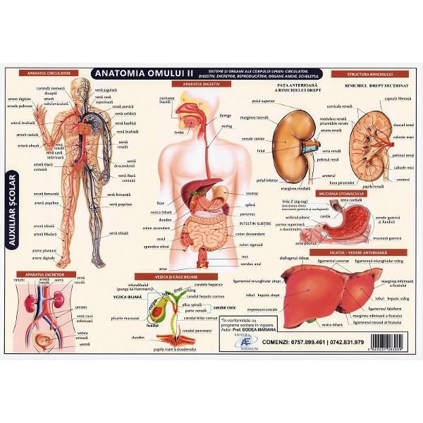 Plansa anatomia omului II