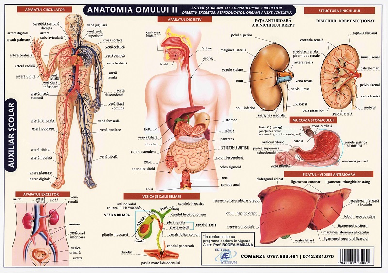 Coperta cărții 'Planșă anatomia omului II'