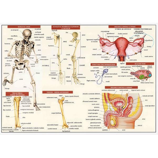 Plansa anatomia omului II