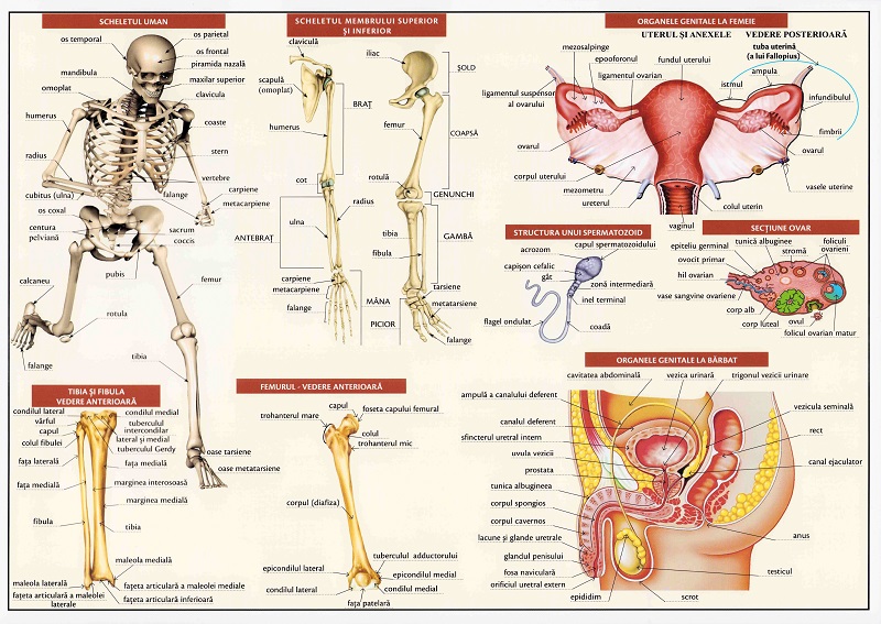Coperta cărții 'Planșă anatomia omului II'