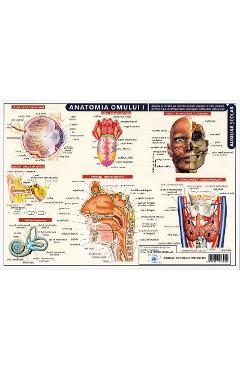 Coperta cărții 'Planșă anatomia omului I'