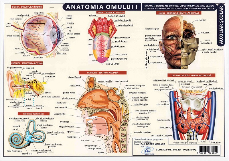 Coperta cărții 'Planșă anatomia omului I'