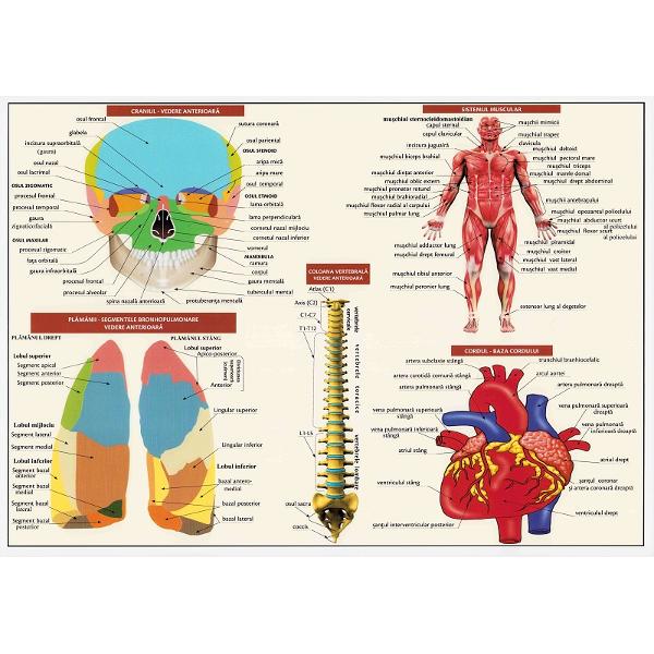 Plansa anatomia omului I