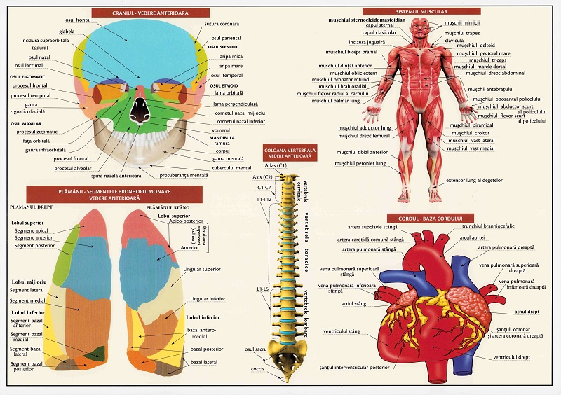 Coperta cărții 'Planșă anatomia omului I'