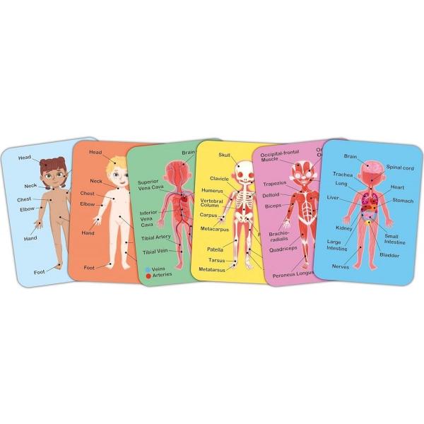 Puzzle magnetic. Corpul uman