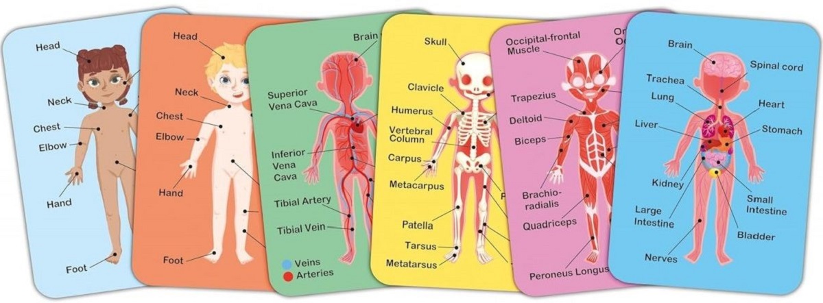 Imaginea produsului 'Puzzle magnetic. Corpul uman'