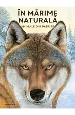 Coperta cărții 'În marime naturală. Animale din padure - Holger Haag'