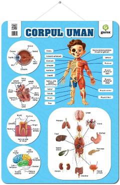 Plansa: Corpul uman