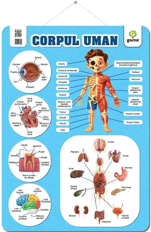 Coperta cărții 'Planșă: Corpul uman'