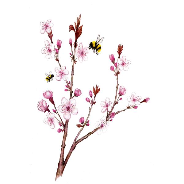 Felicitare: Flori cires si albinute