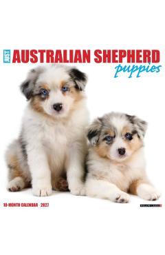 Australian Shepherd Puppies 2027 Wall -