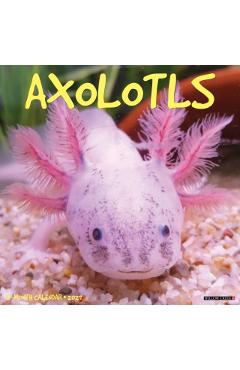 Axolotls 2027 Wall -