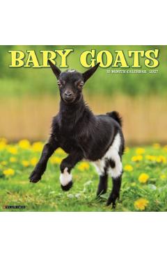 Baby Goats 2027 Wall -