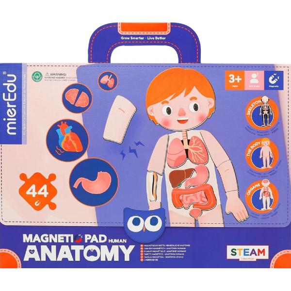 Joc magnetic STEAM: Anatomia umana