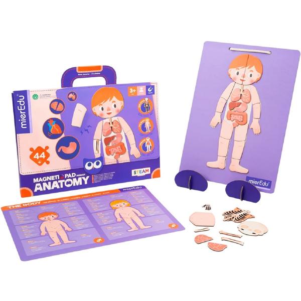 Joc magnetic STEAM: Anatomia umana