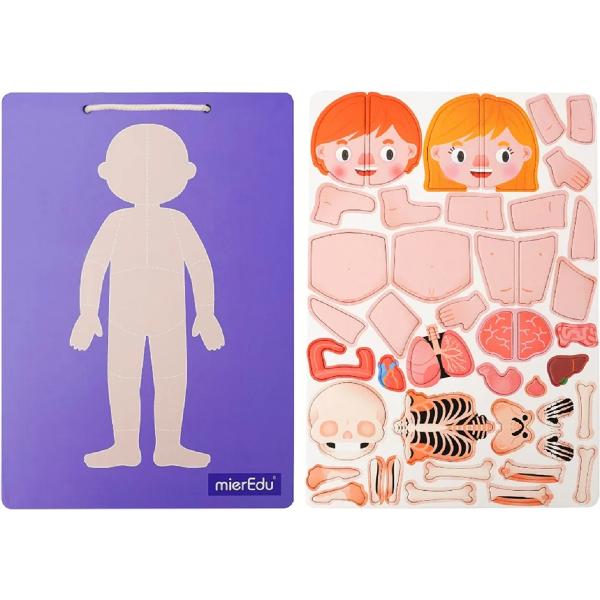 Joc magnetic STEAM: Anatomia umana