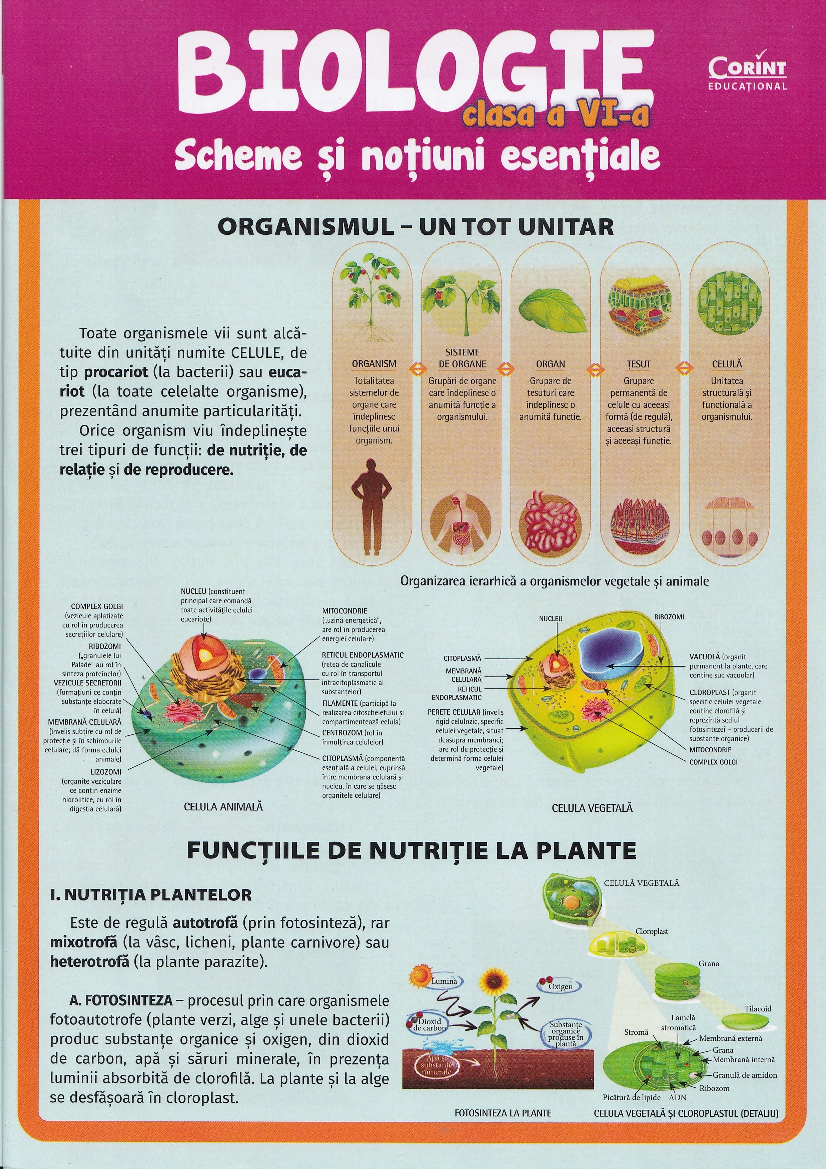 Coperta cărții 'Biologie - Clasa 6 - Scheme și noțiuni esențiale - Silvia Olteanu, Camelia Manea, Iuliana Tanur'