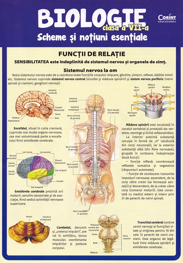 Coperta cărții 'Biologie - Clasa 7 - Scheme și noțiuni esențiale - Silvia Olteanu, Camelia Manea, Iuliana Tanur'