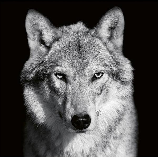 Calendar perete 2027. Animale