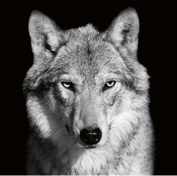 Imaginea produsului 'Calendar perete 2027. Animale'