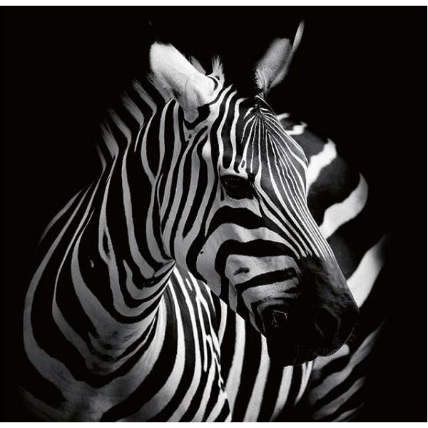 Calendar perete 2027. Animale