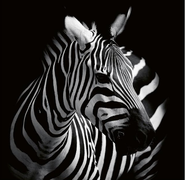 Imaginea produsului 'Calendar perete 2027. Animale'