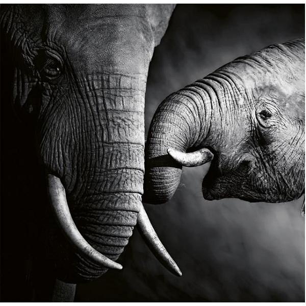 Calendar perete 2027. Animale