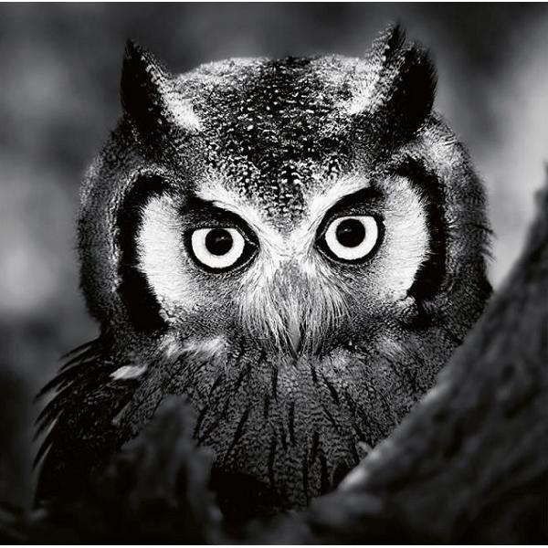 Calendar perete 2027. Animale