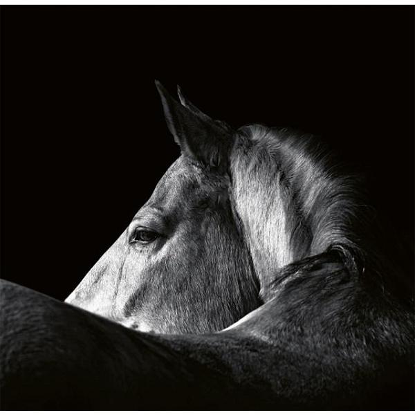 Calendar perete 2027. Animale