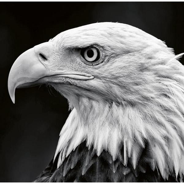 Calendar perete 2027. Animale