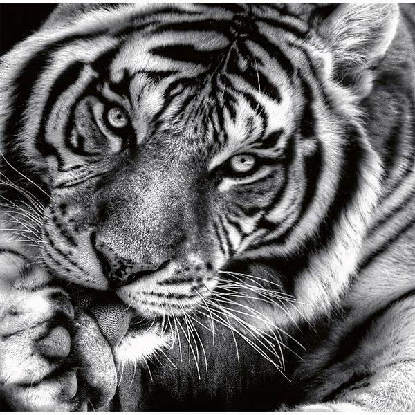 Calendar birou 2027: Animale