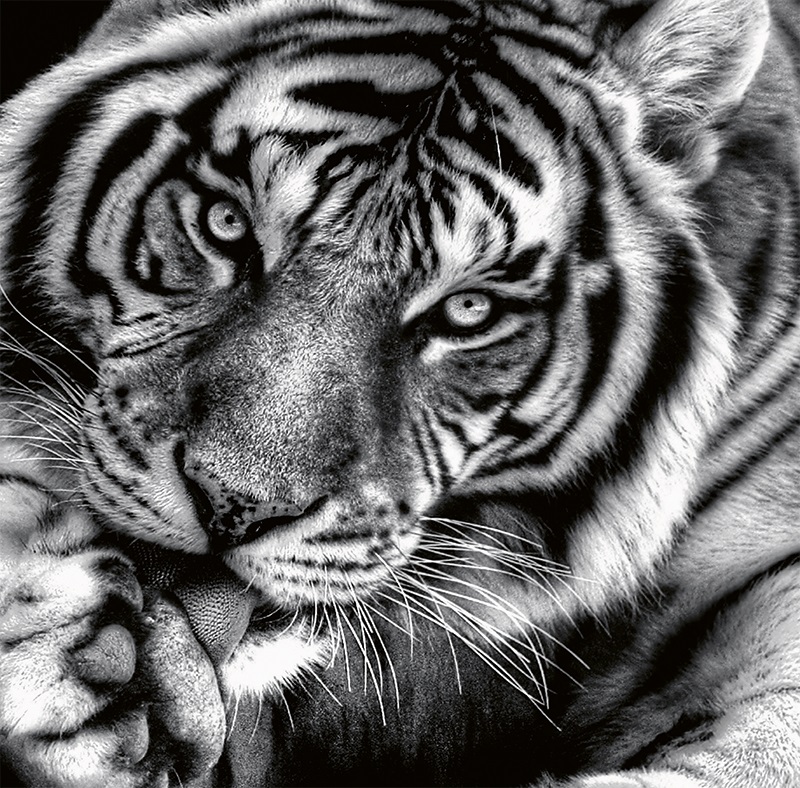 Imaginea produsului 'Calendar birou 2027: Animale'
