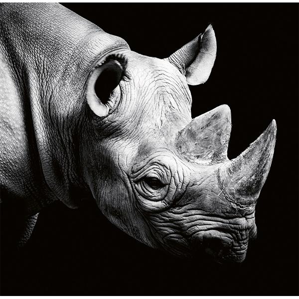 Calendar birou 2027: Animale