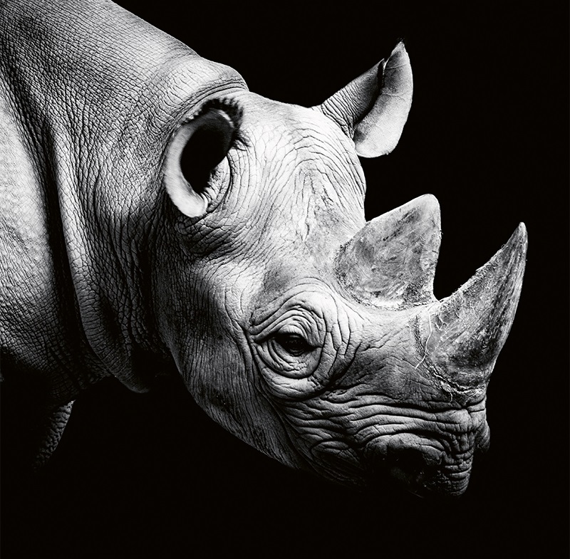 Imaginea produsului 'Calendar birou 2027: Animale'