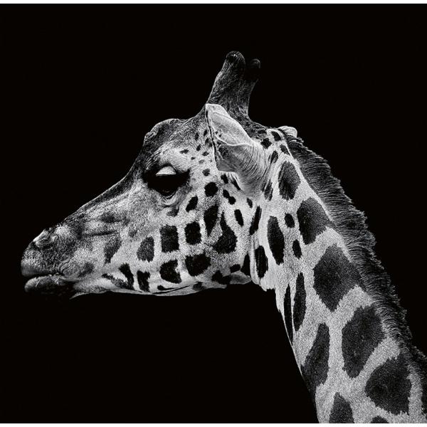 Calendar birou 2027: Animale