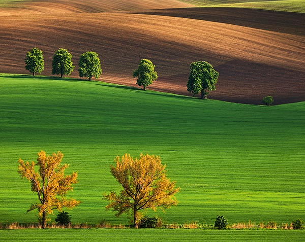 Imaginea produsului 'Calendar birou 2027: Green'