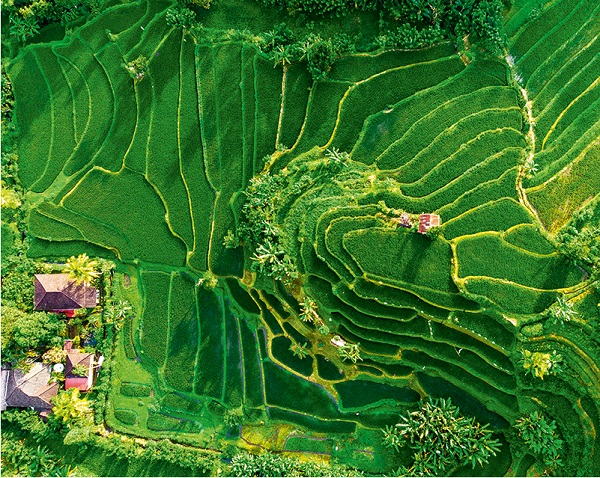 Imaginea produsului 'Calendar birou 2027: Green'