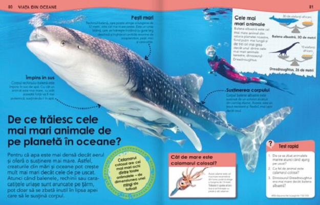 Coperta cărții 'De ce? Oceane - Steve Setford'