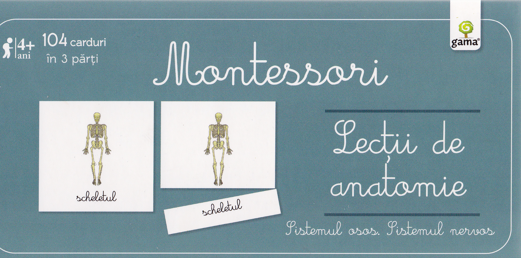 Lectii de anatomie - Montessori - Sistemul osos. Sistemul nervos 