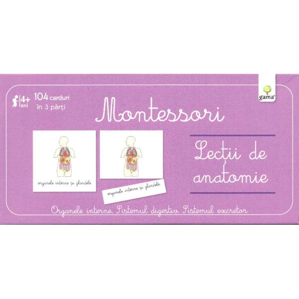 Lectii de anatomie - Montessori - Organele interne. Sistemul digestiv. Sistemul excretor 