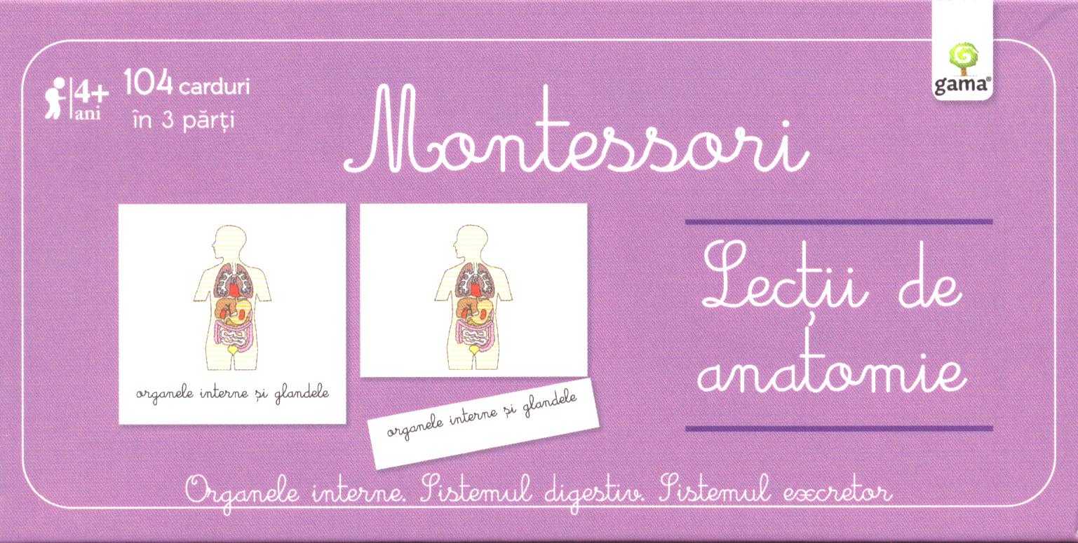 Lectii de anatomie - Montessori - Organele interne. Sistemul digestiv. Sistemul excretor 